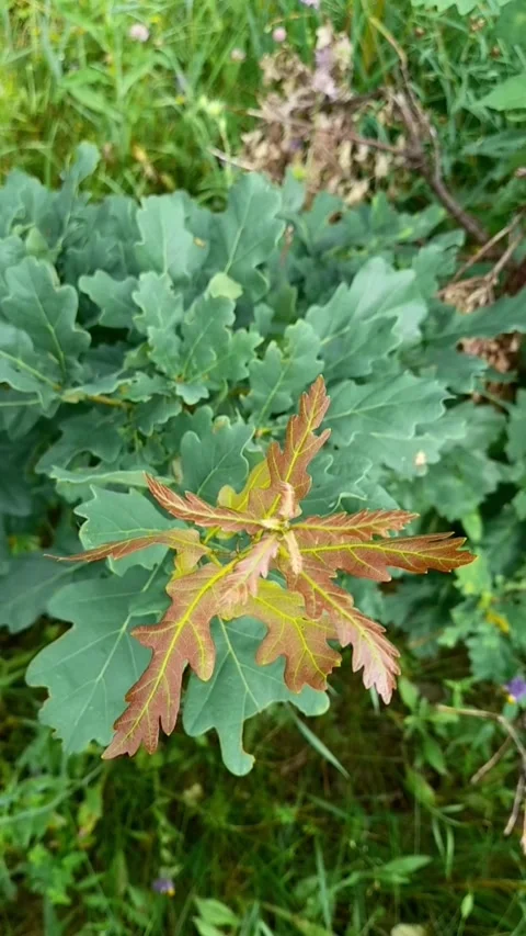 Young oak leaves Video stock 209990389