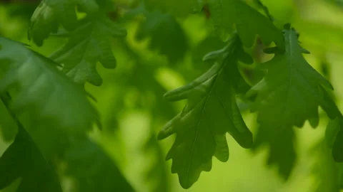 Young oak leaves macro in sun light Stock Footage 194094728