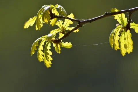 Young oak leaves. Stock Photos