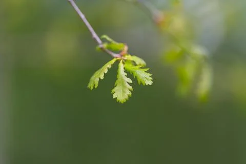 Young oak leaves spring closeup delicate serrated leaf on slender twig, soft  Stock Photos