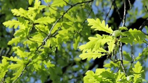 Young oak leaves in spring Stock Footage 74540230