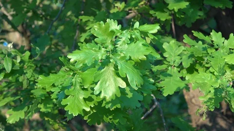 Young oak leaves in spring Stock-Footage 90312533