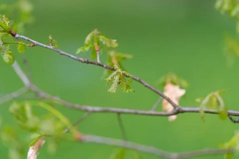 Young oak leaves spring texture study with repeating serrated edges, layered  Stock Photos