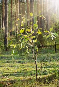 Young oak in pine forest Stock Photos