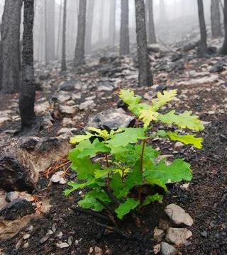 Young Oak Sapling Growing in a Burned Forest After Wildfire 库存照片