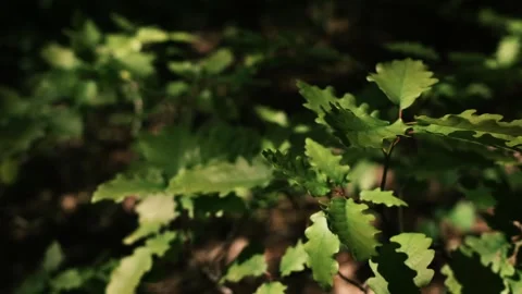 Young oak seedlings swaying gently in the wind under soft sunlight. Natural Stock Footage 325738185