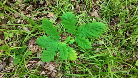Young oak sprout emerging from the soil. Stock Footage 309449264