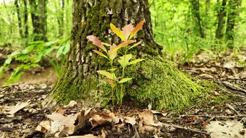 A young oak sprout emerging from the soil near the big oak tree. Stock Footage 309534357
