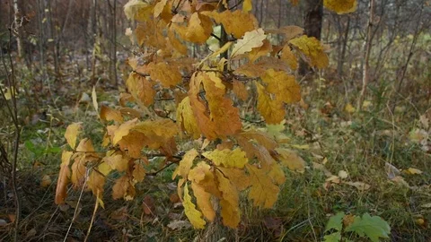 Young oak in a strong wind Stock Footage 117898427