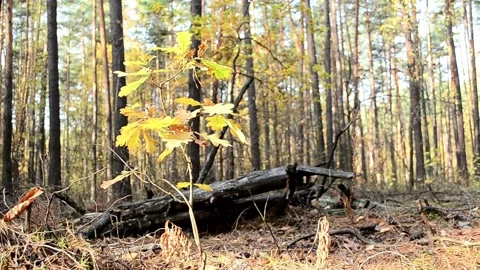 Young oak tree in the autumn forest Video stock 142186854