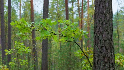 Young oak tree branch in the forest. Stock Footage 306876536