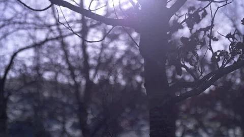 Young Oak Tree with Crisp Brown Leaves Cinematic Shot Stock Footage 84619586