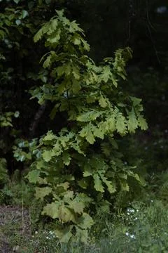 Young oak tree in dense forest Stock Photos