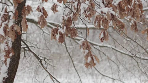 Young oak tree with dry brown leaves gently swaying in the wind. Stock Footage 331090624