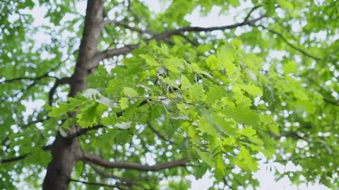 Young oak tree. Stock Footage 148130039
