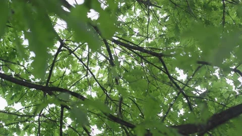Young oak tree. Stock Footage 148130077