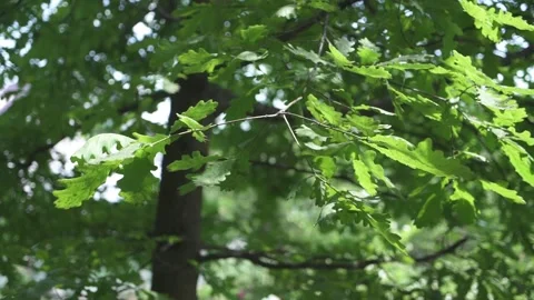 Young oak tree. Stock Footage 148521547