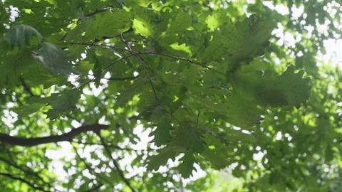 Young oak tree. Stock Footage 148521731