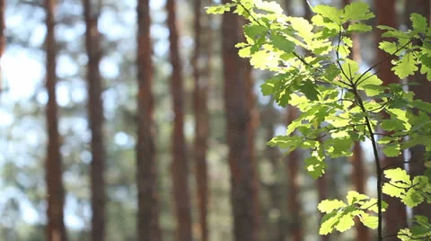 Young oak tree growing in the pine forest dolly shot Stock Footage 25439289