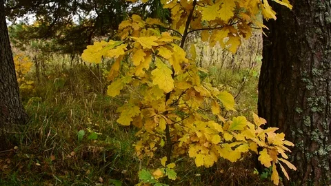 Young oak tree next to a big tree Stock Footage 117345383