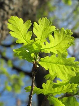 Young oak tree Stock Photos