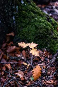 Young oak tree Stock Photos