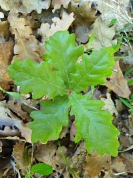 Young oak tree plant with five leaves detail Foto stock