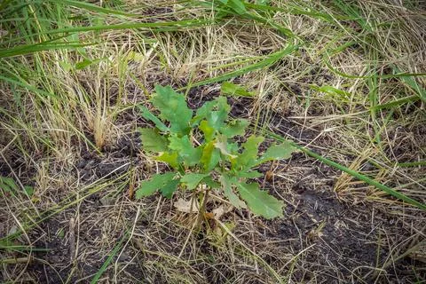 Young oak tree on the plot Foto stock