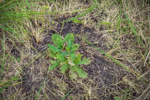 Young oak tree on the plot Foto stock