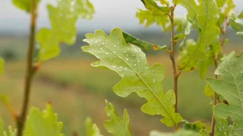 Young oak tree sways in the wind. Stock Footage 114018596