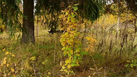 Young oak tree under a big fir tree Stock Footage 117418899