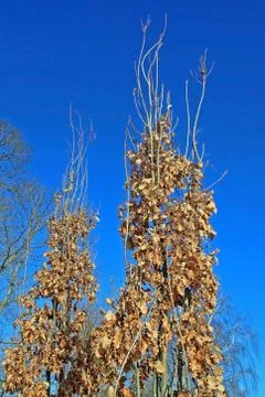 Young oak in winter Stock Photos