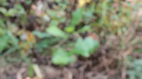 Young oak in the wood Stock Footage 12413339