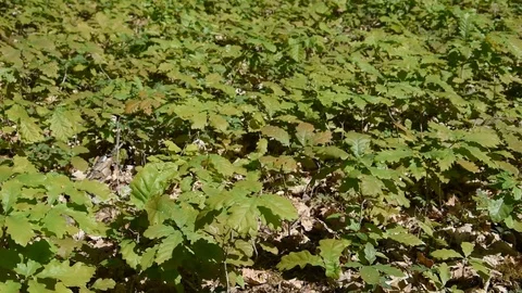 Young oaks Stock Footage 89491626