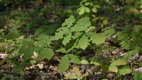 Young oaks Stock Footage 89492076