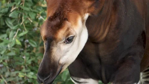 A young Okapi Stock Footage 224445943