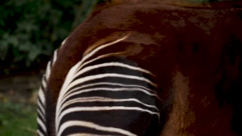 A young Okapi Stock Footage 224446093
