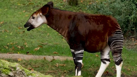 A young Okapi Stock Footage 224446237