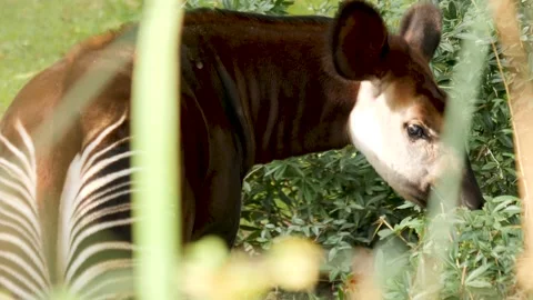 A young Okapi Stock Footage 224446293