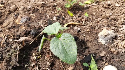 Young Okra plant in vegetablegarden. Stock Footage 196204445