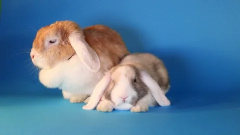 Young old rabbits. Pet animals together. Stock Footage 89636178