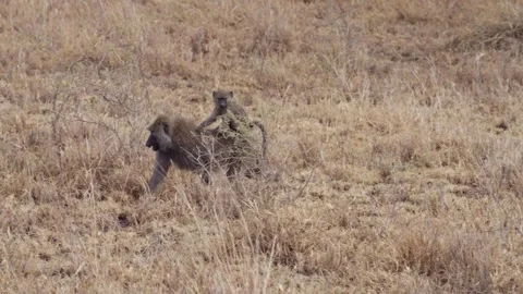 Young Olive baboon on the back of its mother, Lake Manyara National Park Stock Footage 250167071