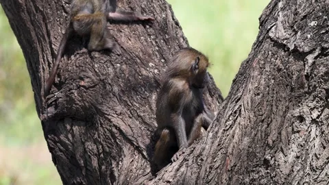 Young olive baboon fighting, Lake Manyara National Park, Tanzania Stock Footage 330419607