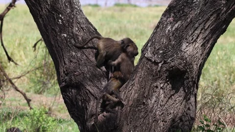 Young olive baboon fighting, Lake Manyara National Park, Tanzania 库存影片 330419626