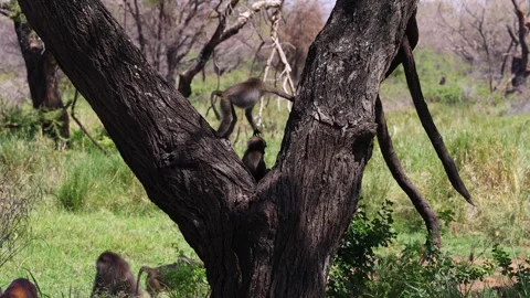 Young olive baboon fighting, Lake Manyara National Park, Tanzania 库存影片 330419772
