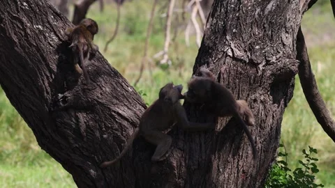 Young olive baboon fighting, Lake Manyara National Park, Tanzania Stock Footage 330419801