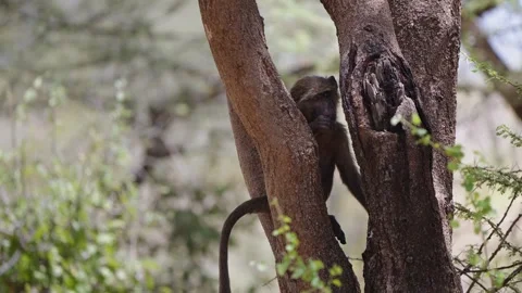 A young Olive Baboon licks its fingers in a tree Stock Footage 313351474
