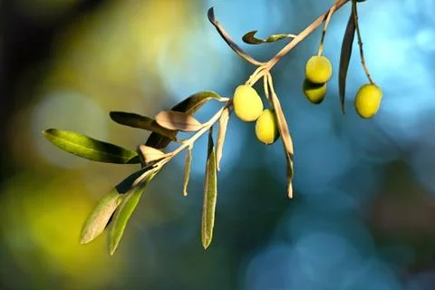 Young olive on a branch Stock Photos