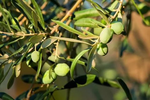 Young olive on a branch Stock Photos