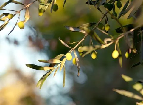 Young olive on a branch 스톡 사진